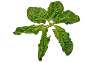 spinach-leaves