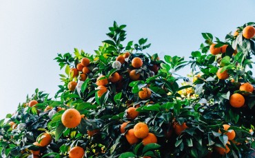 Winter produce clementines