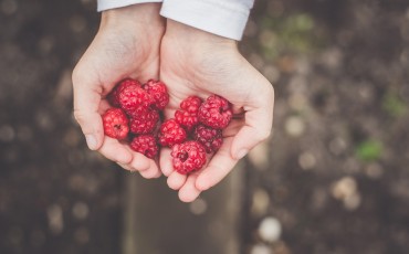 Nutrition Berries