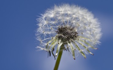 March Motivation Dandelion