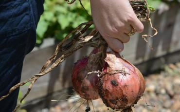 From Garden to Plate