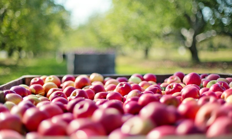 Harvest Recipes Apples
