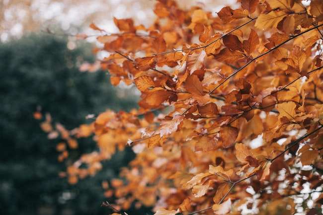 fall leaves - healthy november