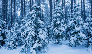 Winter blues - blue-toned and snow-covered forest