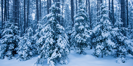 Winter blues - blue-toned and snow-covered forest