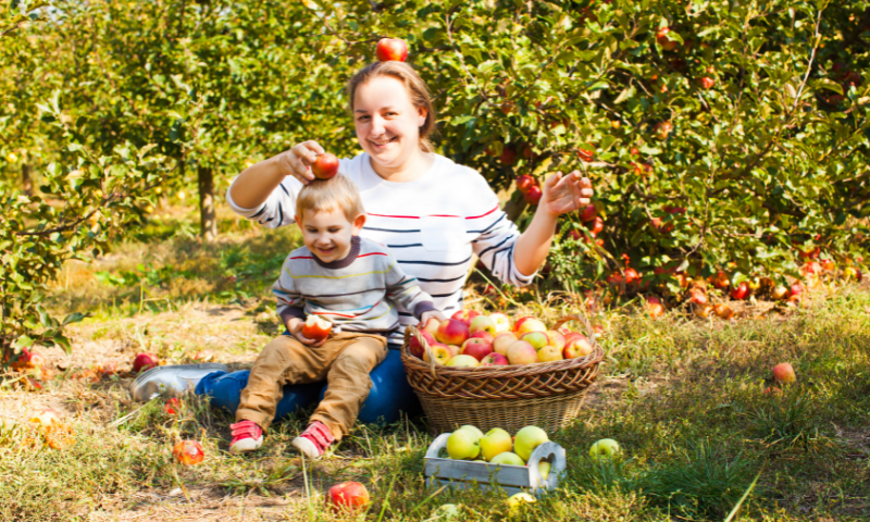 a mom and their son apple picking during the fall season