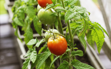 Homegrown cherry tomatoes in an edible garden